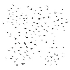 Sketch drawing of a silhouette of a flock of birds flying forward, cling together. Takeoff, flying, flight, flutter, hover, soaring, landing