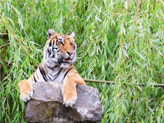 Tiger on a rock (Panthera tigris).