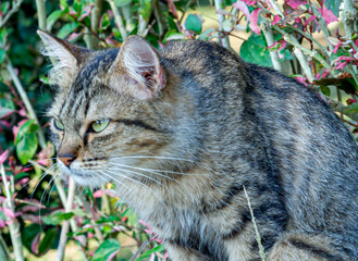Naklejka na ściany i meble Curious tabby cat with expressive eyes, fur and whiskers. Mammal, domestic pet