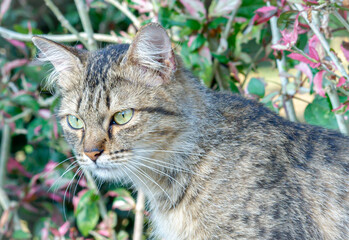 Obraz premium Curious tabby cat with expressive eyes, fur and whiskers. Mammal, domestic pet