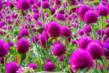 Fototapeta premium Colorful purple amaranth flowers in a blooming meadow with lush backgrounds