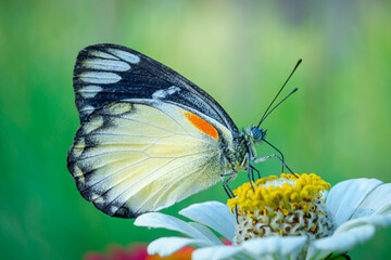 jezebels butterfly on flower, close-up of intricate wing patterns. Wildlife beauty