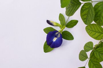 Butterfly pea flower, blue color, (Clitoria ternatea) herbal health medicine