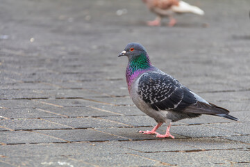 Obraz premium A feral pigeon stands on a brick sidewalk, its feathers are bright and colorful and its eyes are striking red.