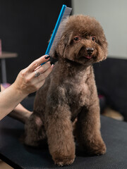 Woman combing a small dog with scissors in a grooming salon. 