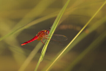 red dragonfly close up in the morning light