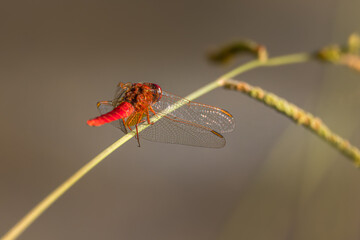 red dragonfly close up in the morning light