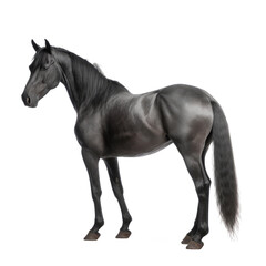 Fototapeta premium black horse looking isolated on white