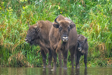 Fototapeta premium The European Bison, Wisent, Bison bonasus. Wild animal in its habitat in the Bieszczady Mountains in the Carpathians, Poland.
