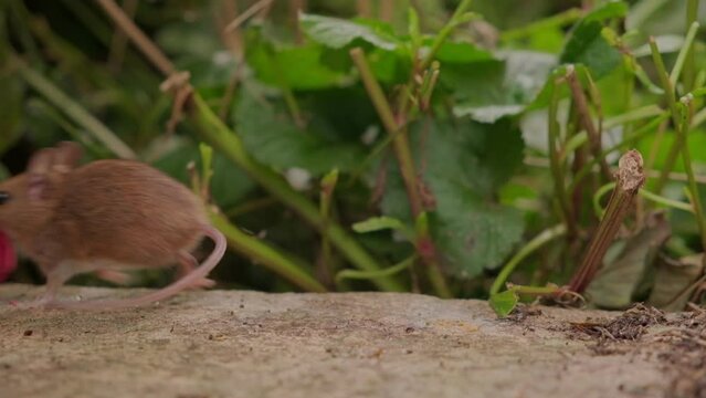 50fps. Wild mouse eating a raspberry in a garden.