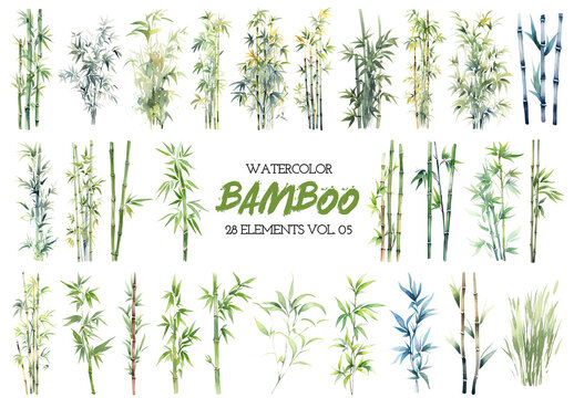 Watercolor painted bamboo clipart. Hand drawn design elements isolated on white background.