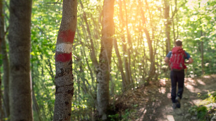 Red and white trail marker on tree indicating hiking path, hiker following trail in the background,...