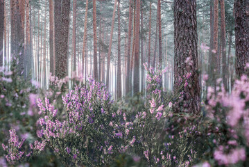 Flowering heather or ling (lat. Calluna vulgaris) in the pine forest at foggy summer morning