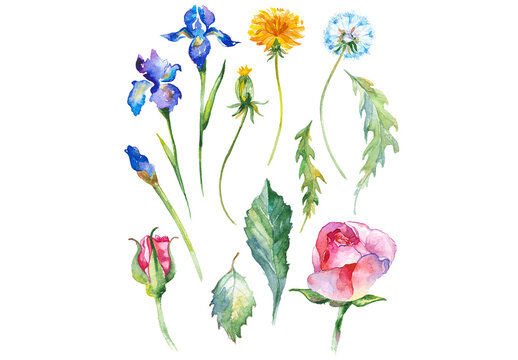 Watercolor painted collection of flowers. Hand drawn flower design elements isolated on white background.