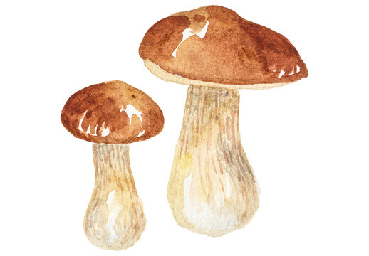 Abstract watercolor illustration of autumn mushrooms. Hand drawn nature design elements isolated on white background.