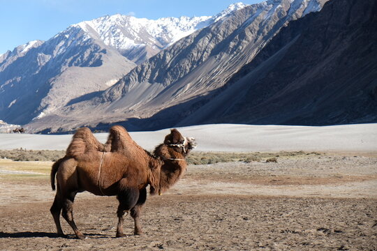 camels in the sand dune at Nubra villey 