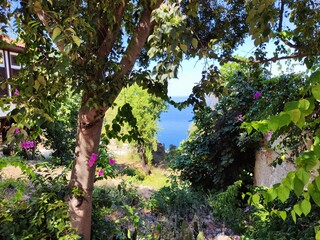 Clear blue Tropical water with green vegetation and a shore