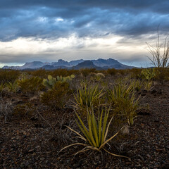 Lechuguilla Plants Before A Storm Over The Chisos Mountains In Big Bend