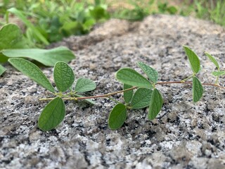 plant