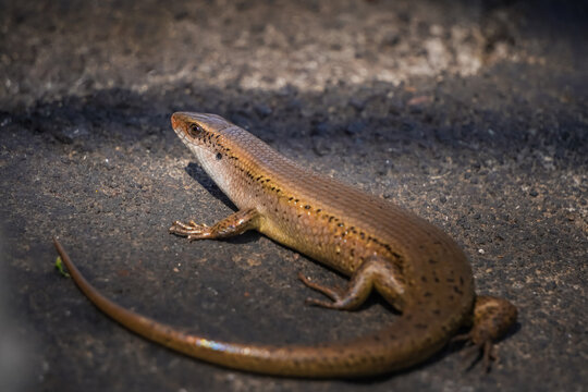 Close-up photo of Brown indian sun skink. Common garden lizard laid on shady stone ground. Kadal Kebun Rumah.
