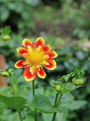 Macro image of a single yellow and orange Dahlia bloom, Staffordshire England
