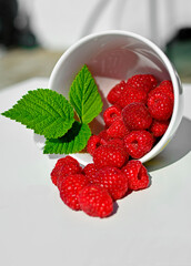świeże maliny na słońcu w kubku, czerwone maliny, soczyste maliny z zielonym listkiem, fresh raspberries in a cup, red raspberries, juicy raspberries with a green leaf, Rubus idaeus, Healthy snack © kateej