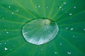 雨上がりの蓮の葉の水滴