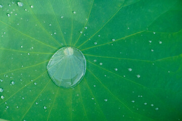 雨上がりの蓮の葉の水滴