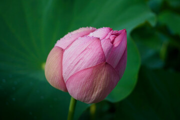 雨上がりの蓮の花