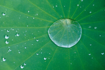 蓮の葉の水滴