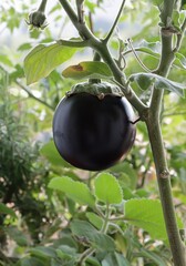 aubergine plant with growing round purple fruit in the garden