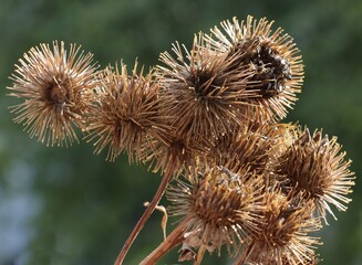 dry thorny seed vessels of wild plant arctium lappa-burdock