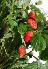 red,delicious berries of wild strawberry from my garden