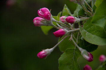 pink rose bush