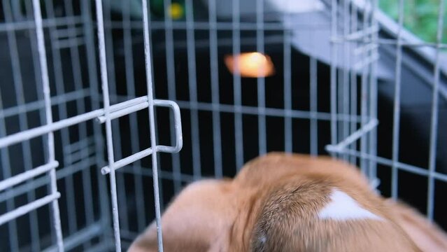 A woman opens a cage and a beagle dog jumps into the animal transport box in the car