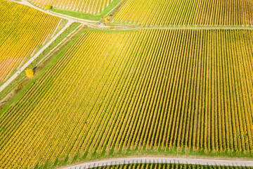 Top view of autumn yellow colored vineyards in the Rheingau near Kiedrich/Germany