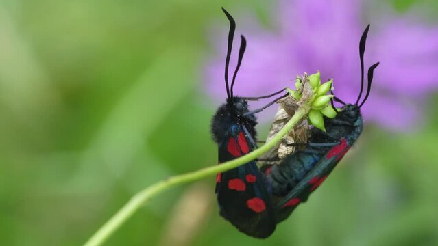 Copula of Zygaena trifolii, zigena of the five points, is a species of lepidoptera ditrisio of the family Zygaenidae very common in Europe.