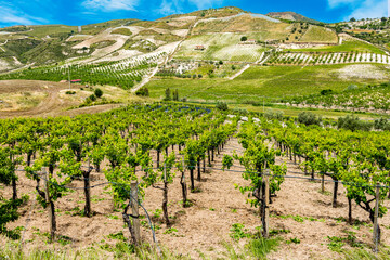 Fototapeta na wymiar Vineyards region of Butera, Caltanissetta, Sicily, Italy.