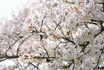 Cherry blossoms bloom beautifully in spring in Japan.