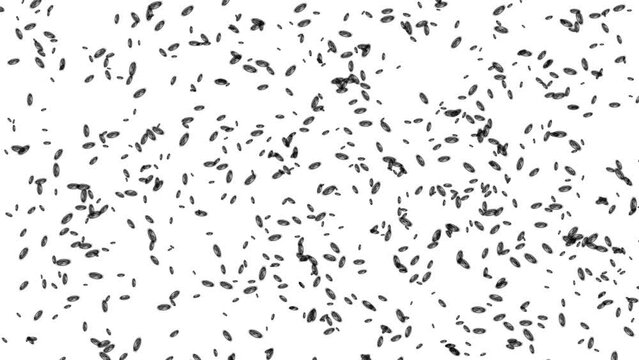 Moving insects or microbes motion graphics with plain white background