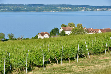 Vineyard on Lake Constance in Summer with Traditional Houses