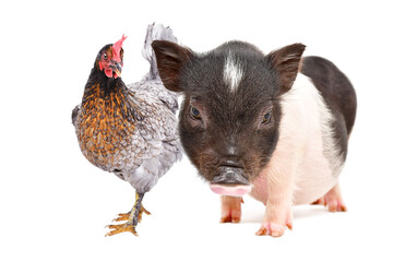 Cute little pig and chicken standing together isolated on white background