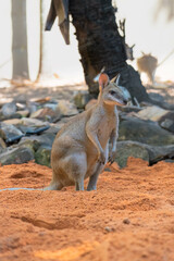 Wallaby in Australia