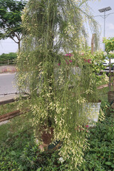 Pineleaf Penstemon flower on farm