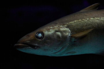 Old blind fish close up in dark waters in Denmark. Underwater photo