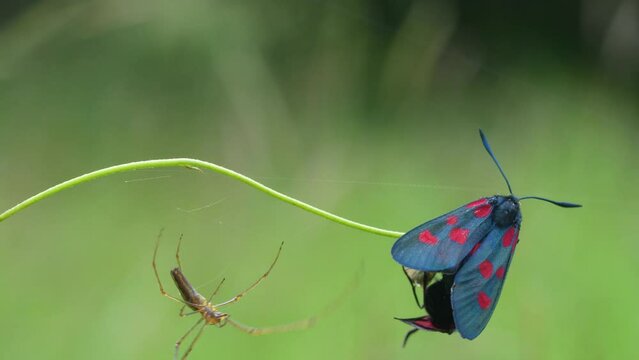 Zygaena trifolii, zigena of the five points, is a species of lepidoptera ditrisio of the family Zygaenidae very common in Europe.