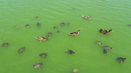 Small lake in a park containing ducks, turtles and fishes has turned green due to eutrophication