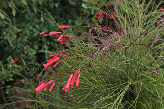 Pineleaf Penstemon flower on farm