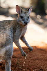 Wallaby close up
