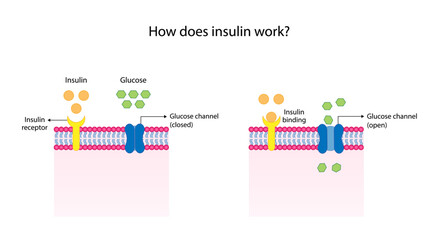 Insulin mechanism of action, regulates glucose metabolism and glucose blood level. Insulin is the key that unlocks glucose channel. Insulin resistance. Diabetes mellitus. Vector illustration.